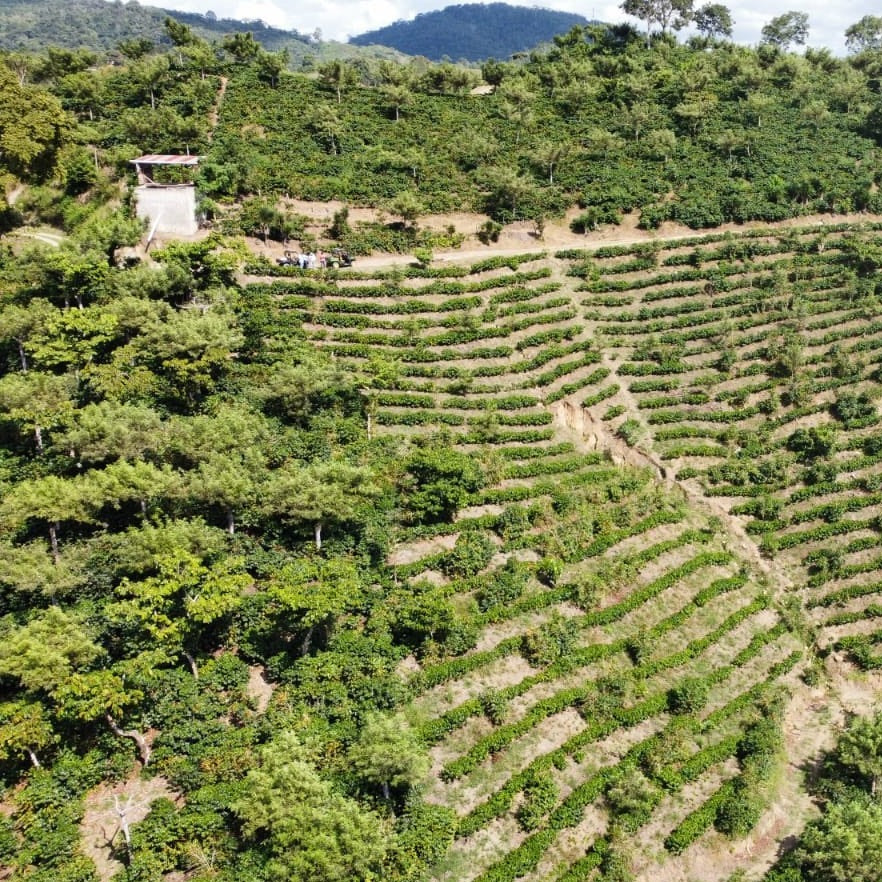 Guatemala | Finca Carrizalito | Washed