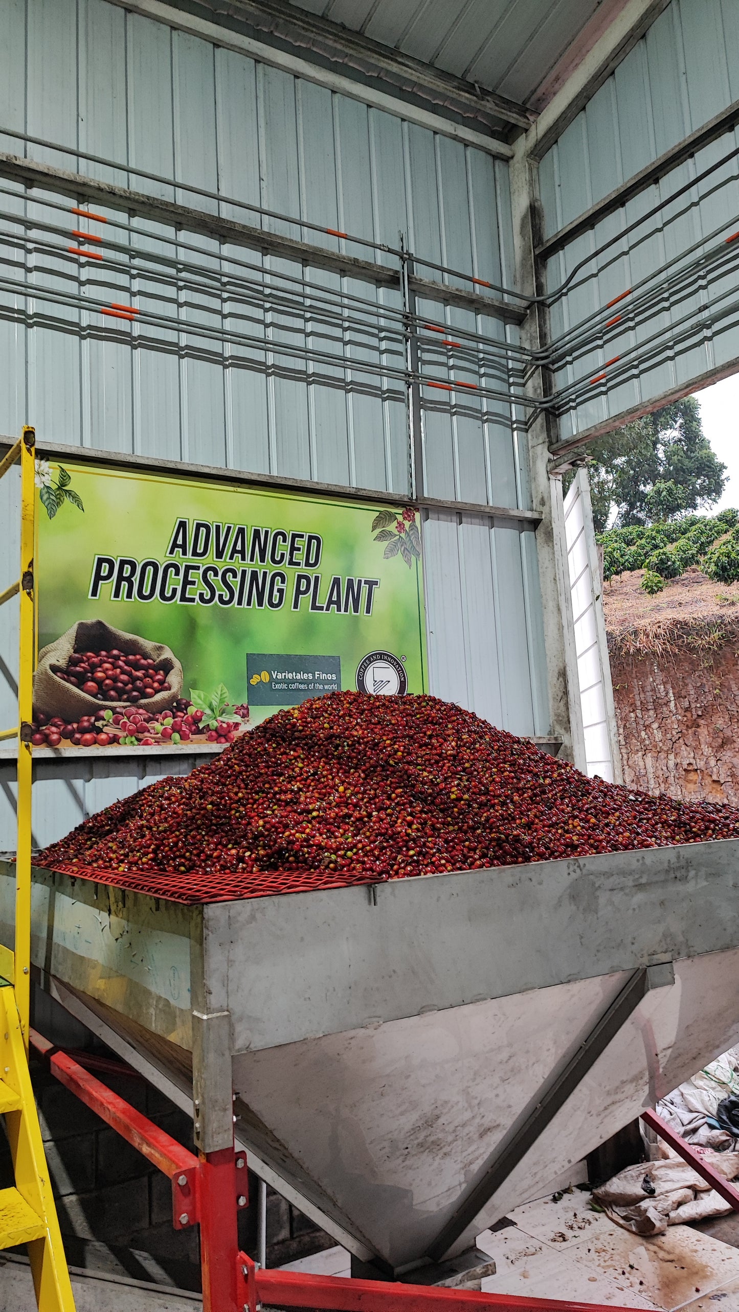 Colombia | Paraiso 92 | Red Bourbon Decaf