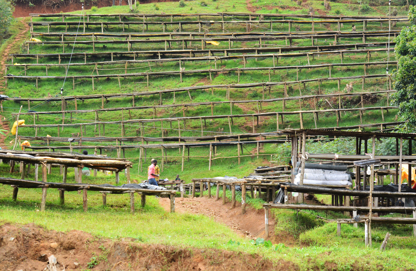 Rwanda | Nyamasheke + Nyaruguru | Ukuri | Anaerobic Natural