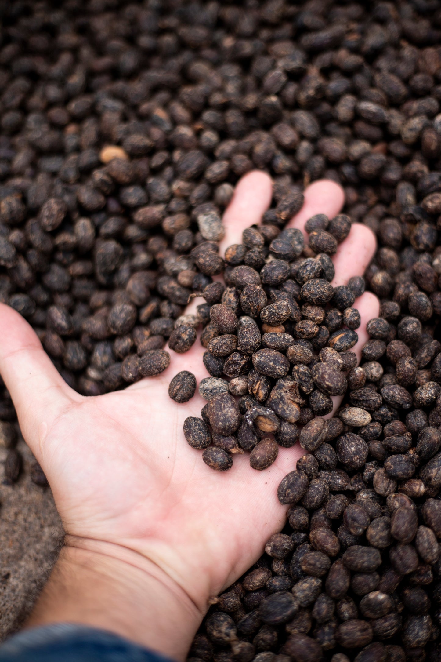 Colombia | Thermal Shock, Blackberry | Anaerobic Caturra