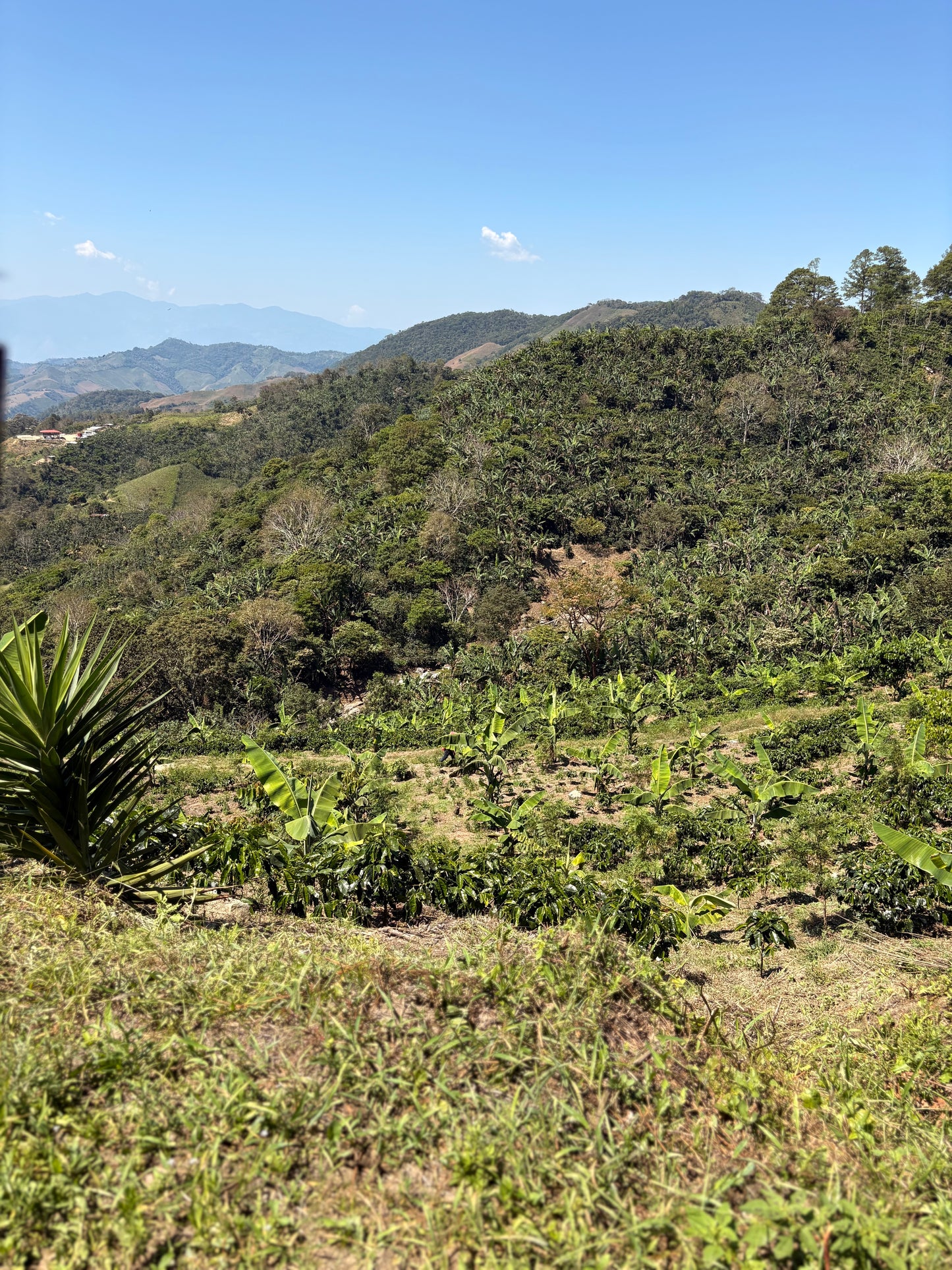 Guatemala | Finca Carrizalito | Washed