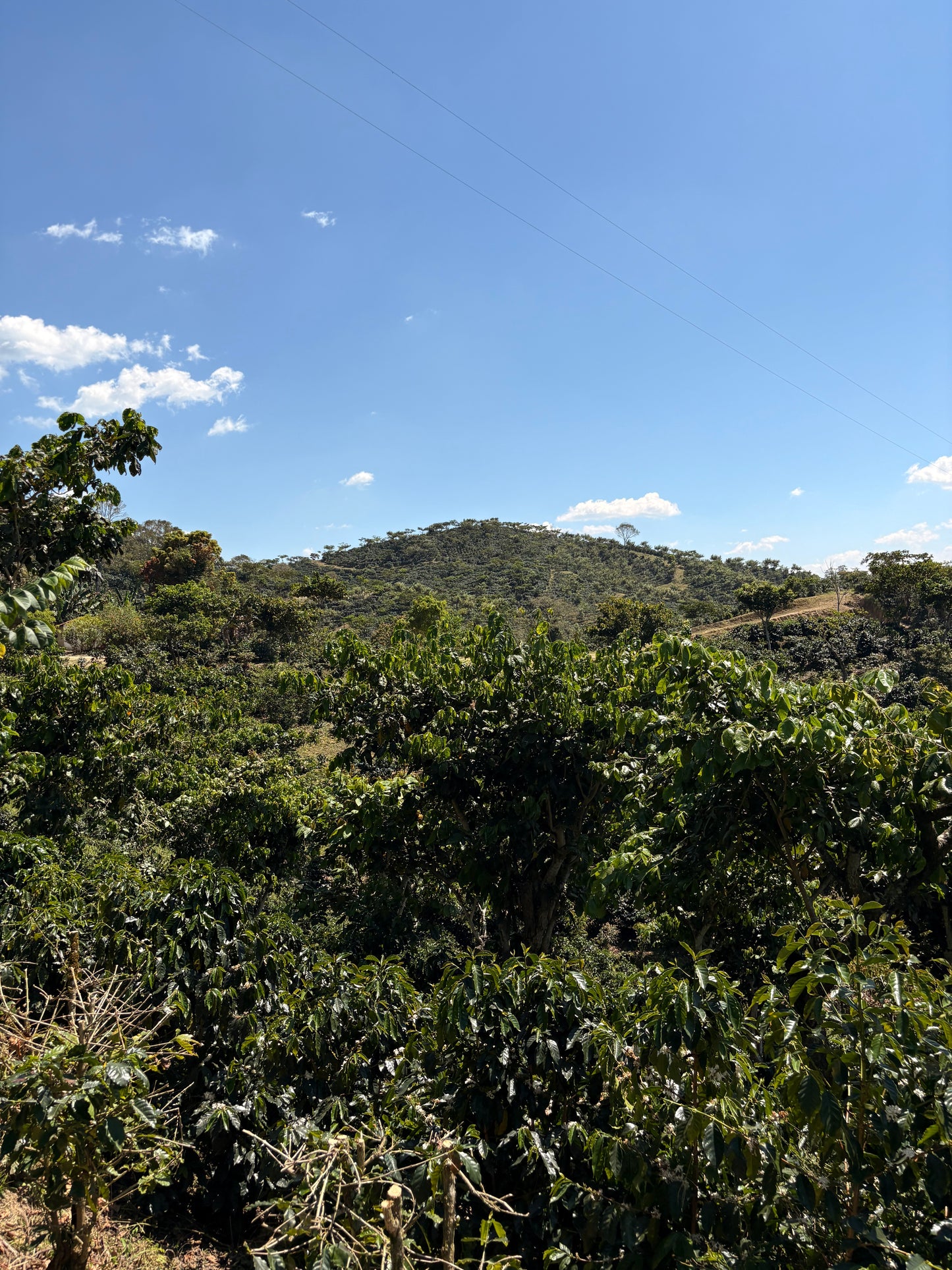 Guatemala | Finca Carrizalito | Washed
