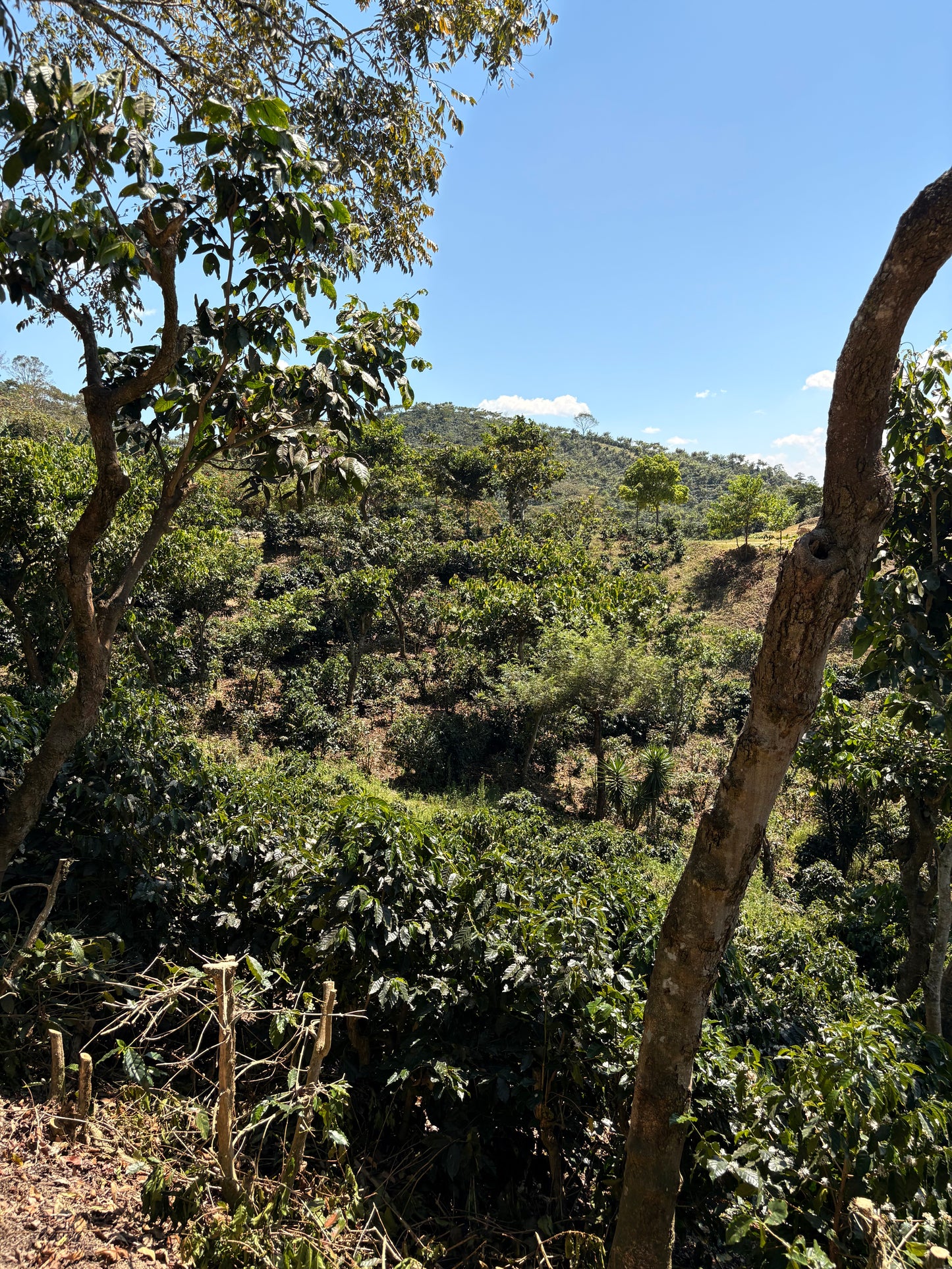 Guatemala | Finca Carrizalito | Washed