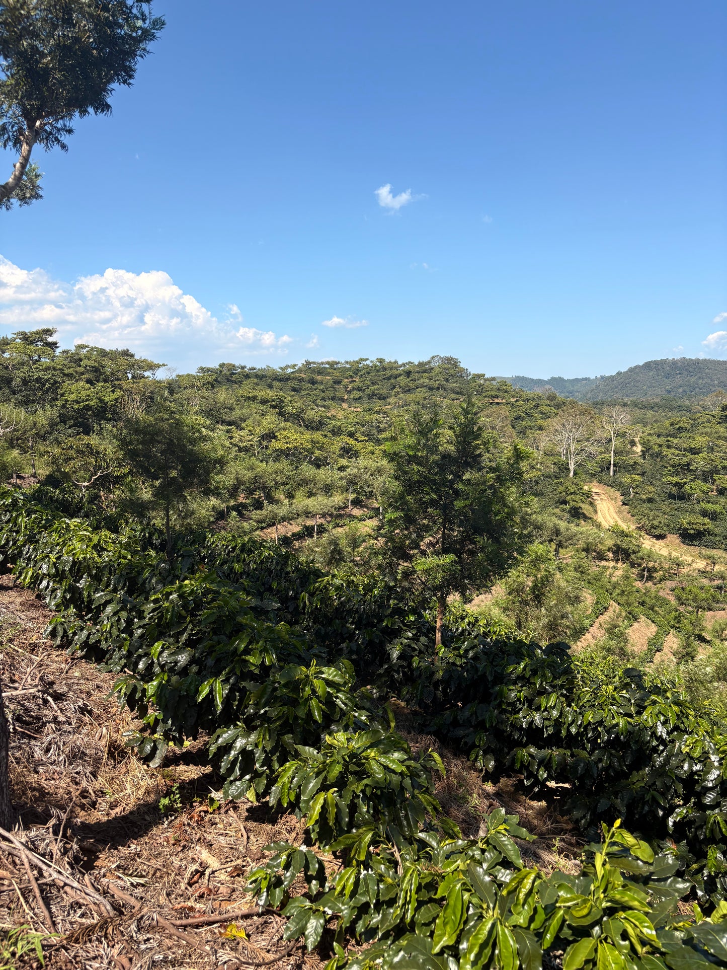 Guatemala | Finca Carrizalito | Washed