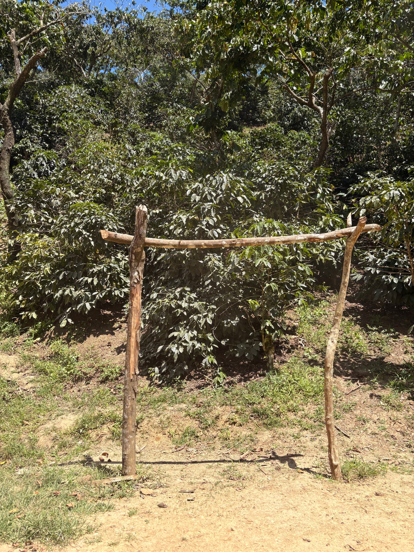 Guatemala | Finca Carrizalito | Washed
