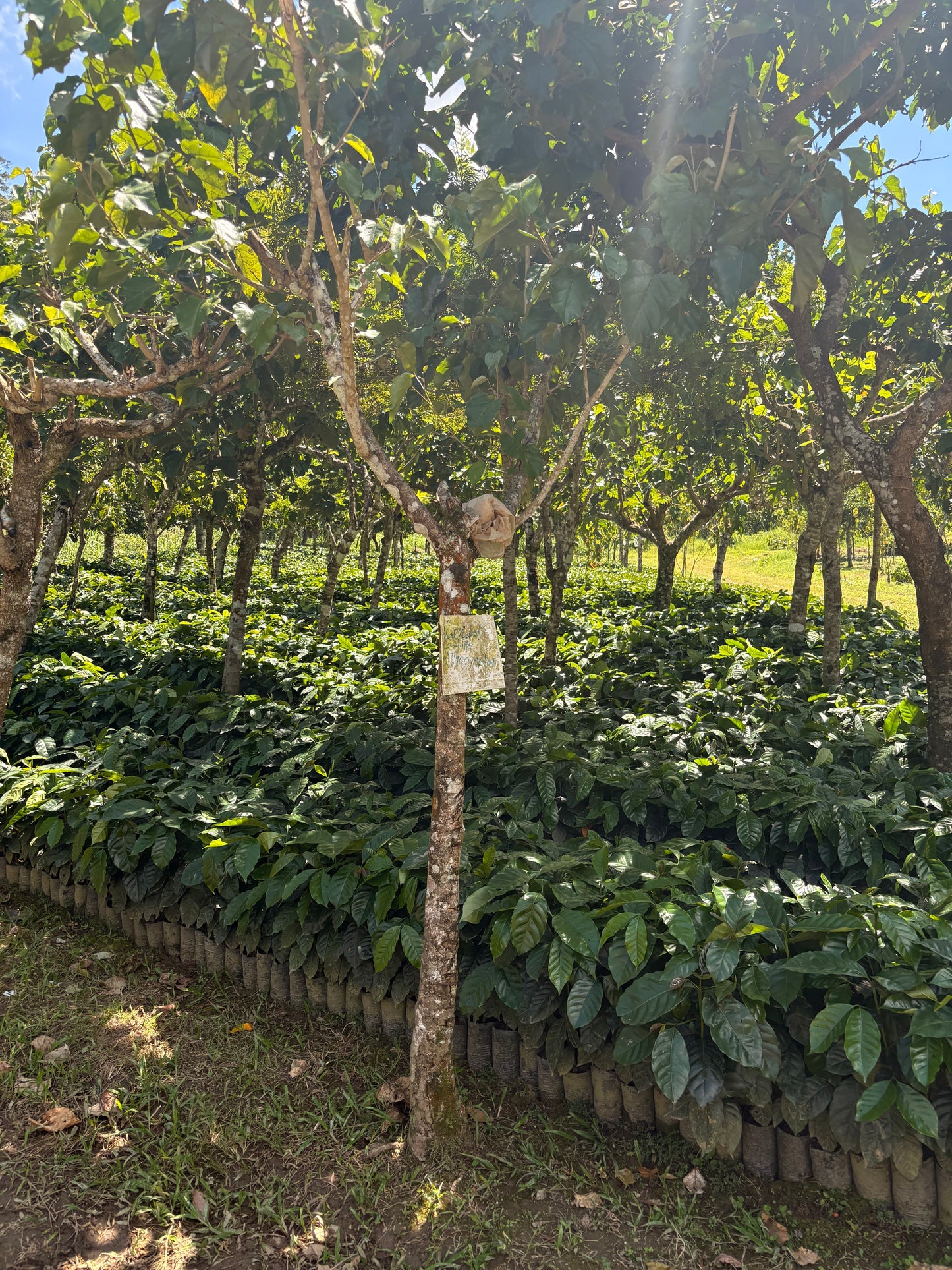 Guatemala | Finca Carrizalito | Washed