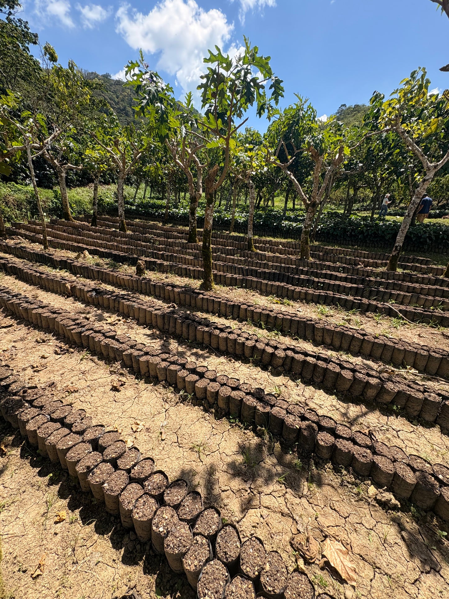 Guatemala | Finca Carrizalito | Washed