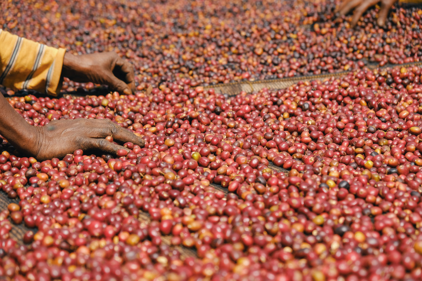 Ethiopia | Bona Zuria | Washed Landraces