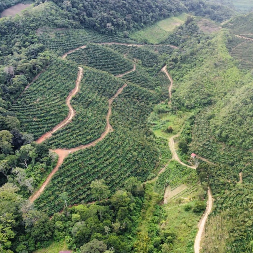 Guatemala | Finca Carrizalito | Washed