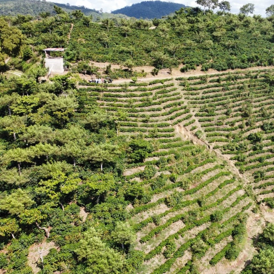 Where It All Began: The Story of Finca Carrizalito