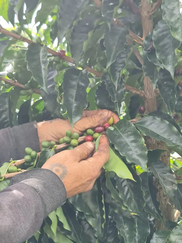 Finca El Edén: A Small Farm, A Long Story