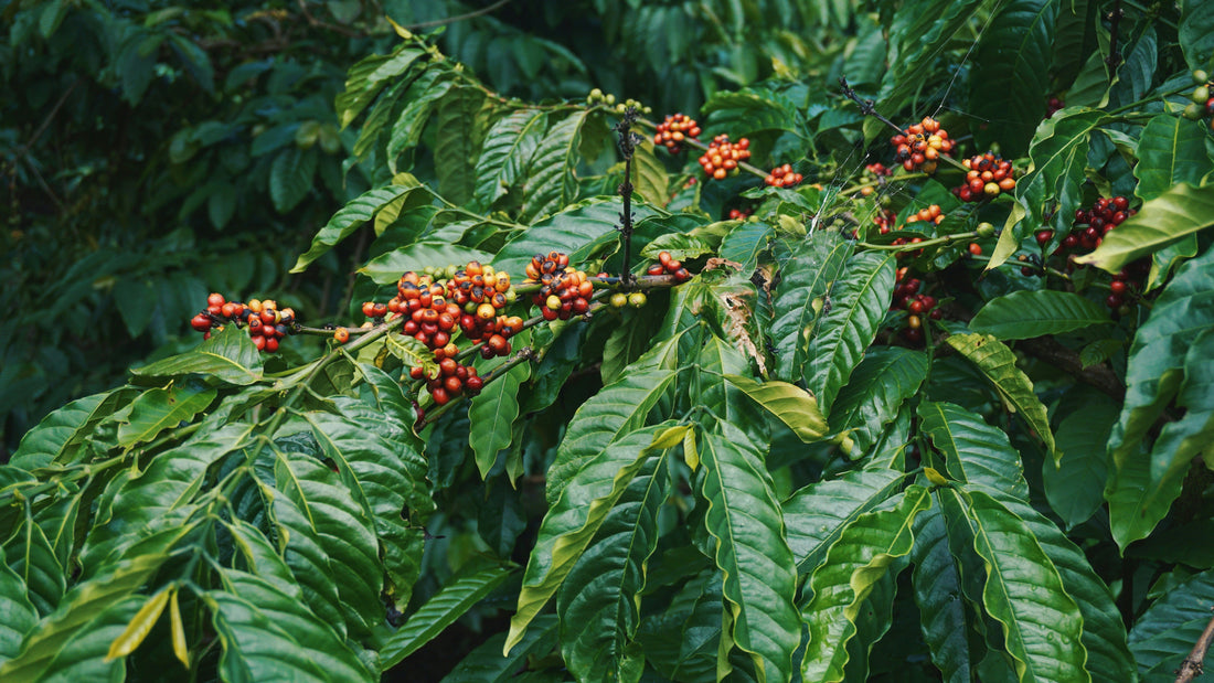 What Coffee Tells You About the Season It Was Grown In