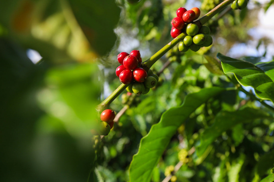 Understanding Coffee Varieties: Why the Plant Itself Matters
