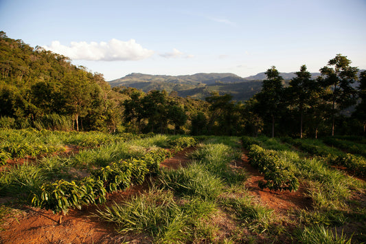 Somewhere Between Farm and Cup: Why Origin Still Matters