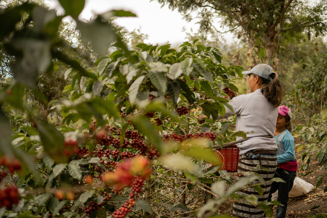 Behind the Scenes: How We Choose Our Coffees