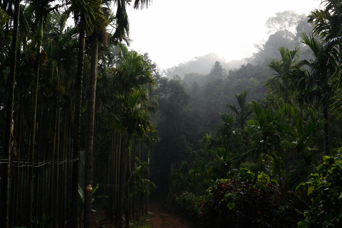 The Environmental Impact of Your Coffee Habit (And What You Can Do)