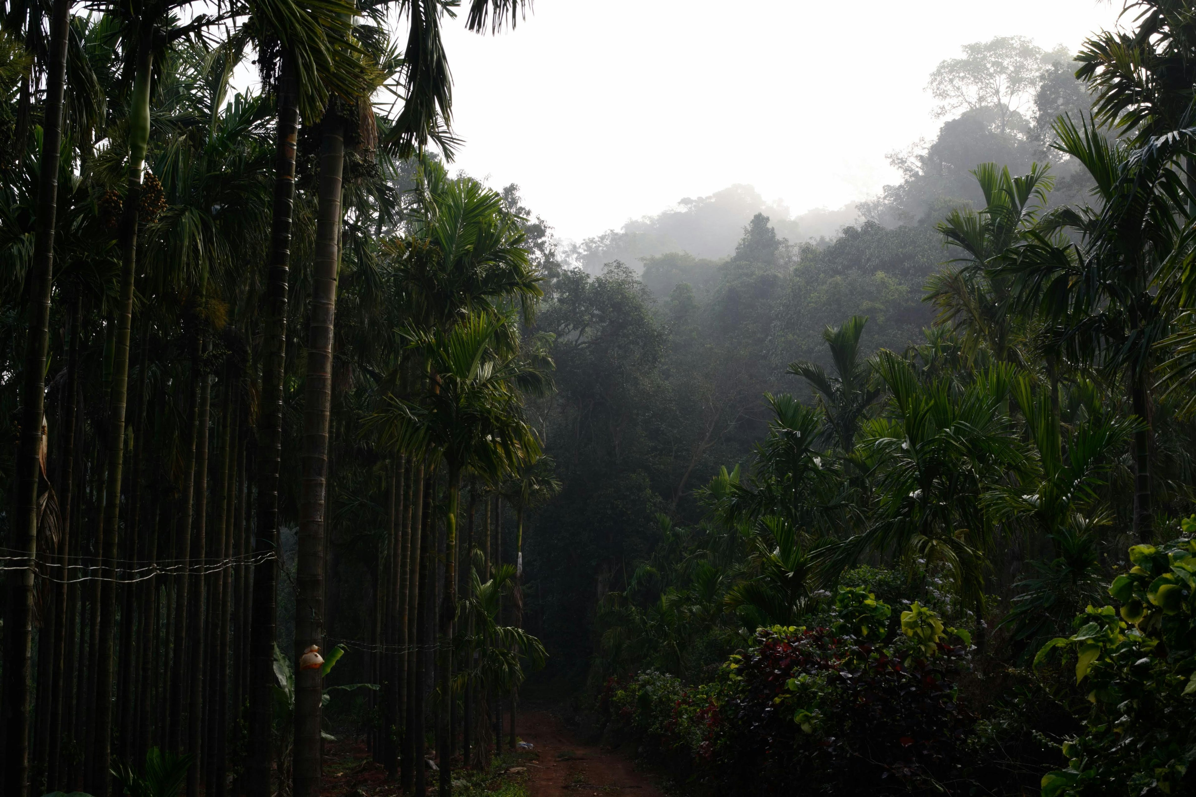 The Environmental Impact of Your Coffee Habit (And What You Can Do)