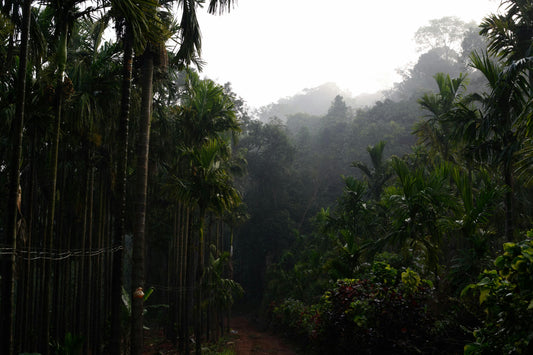 The Environmental Impact of Your Coffee Habit (And What You Can Do)
