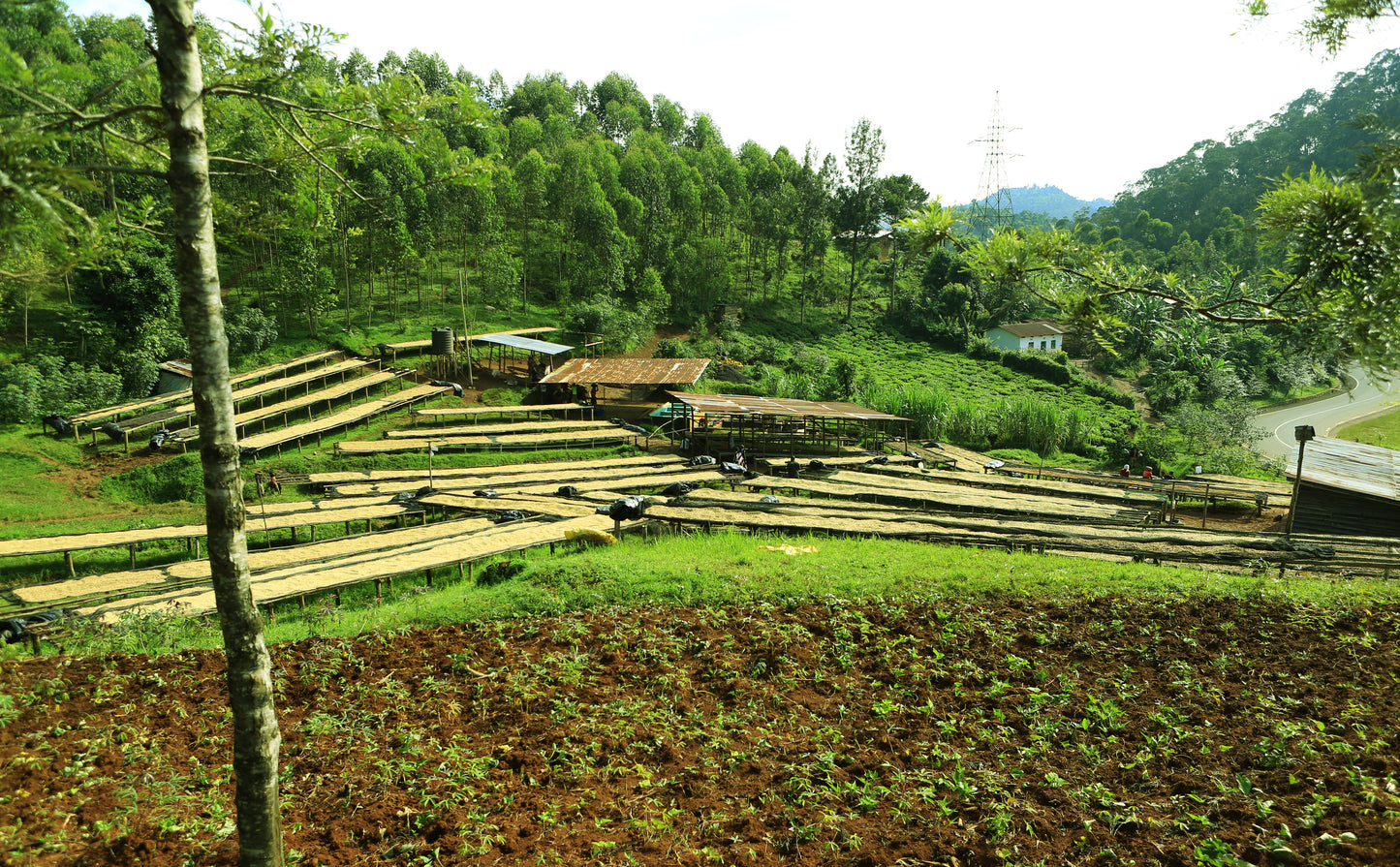 Rwanda | Nyamasheke + Nyaruguru | Ukuri | Anaerobic Natural
