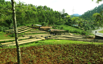 Rwanda | Nyamasheke + Nyaruguru | Ukuri | Anaerobic Natural