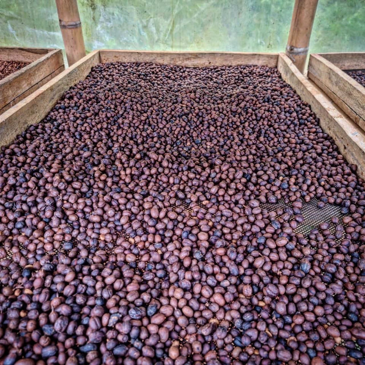 Colombia | La Marquesa | Castillo Washed