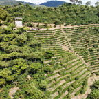 Guatemala | Finca Carrizalito | Washed