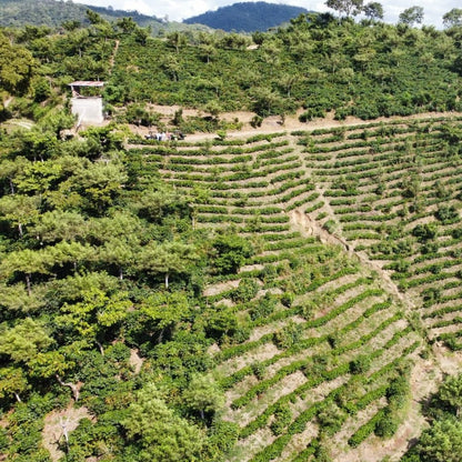 Guatemala | Finca Carrizalito | Washed