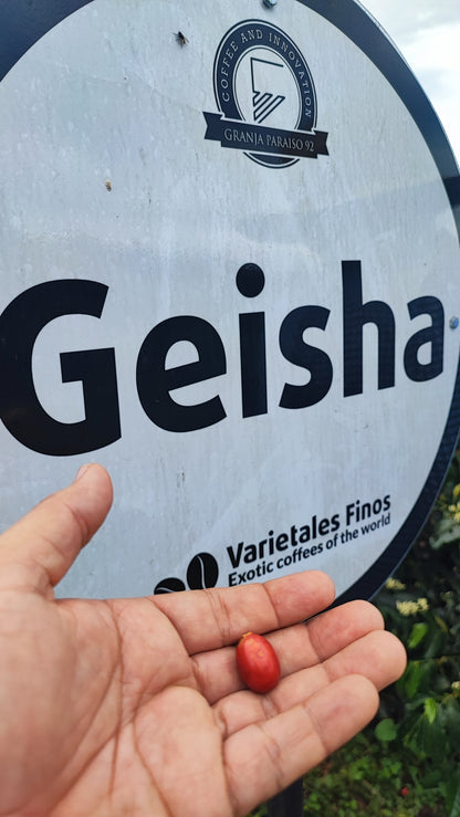 Colombia | Paraiso 92 | Gesha