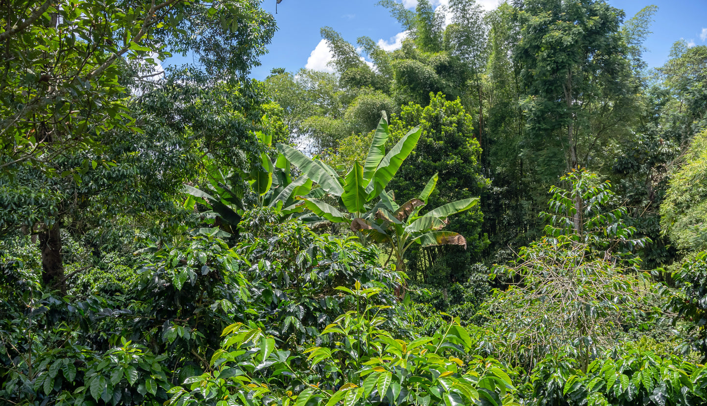 Colombia | Patio Bonito | Natural