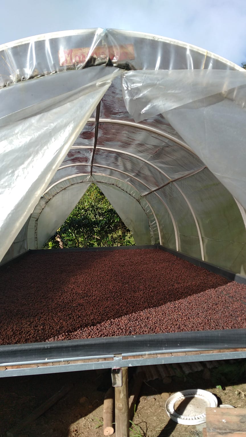 Colombia | La Marquesa | Castillo Washed