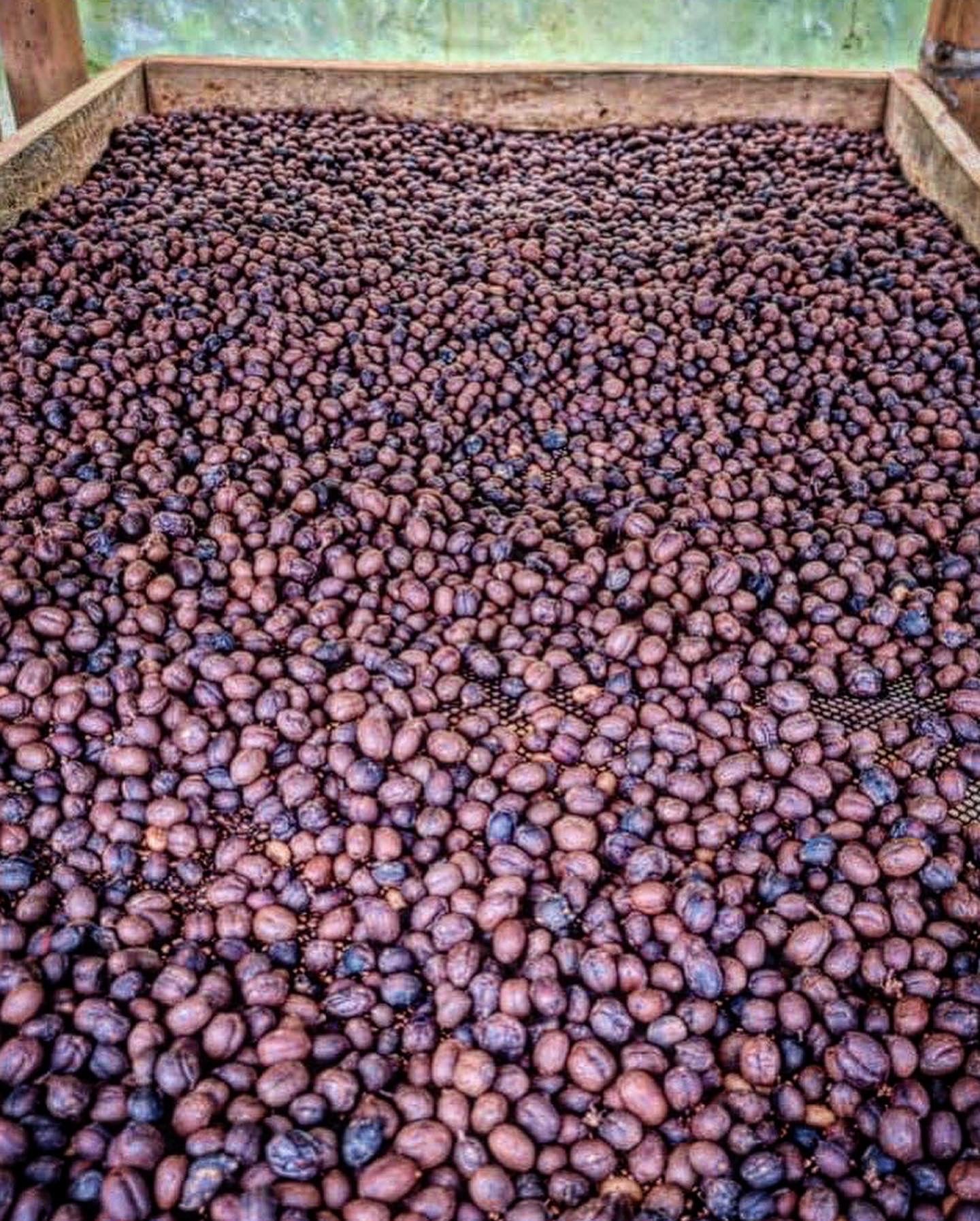 Colombia | La Marquesa | Castillo Washed