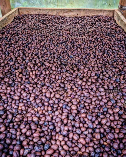 Colombia | La Marquesa | Castillo Washed