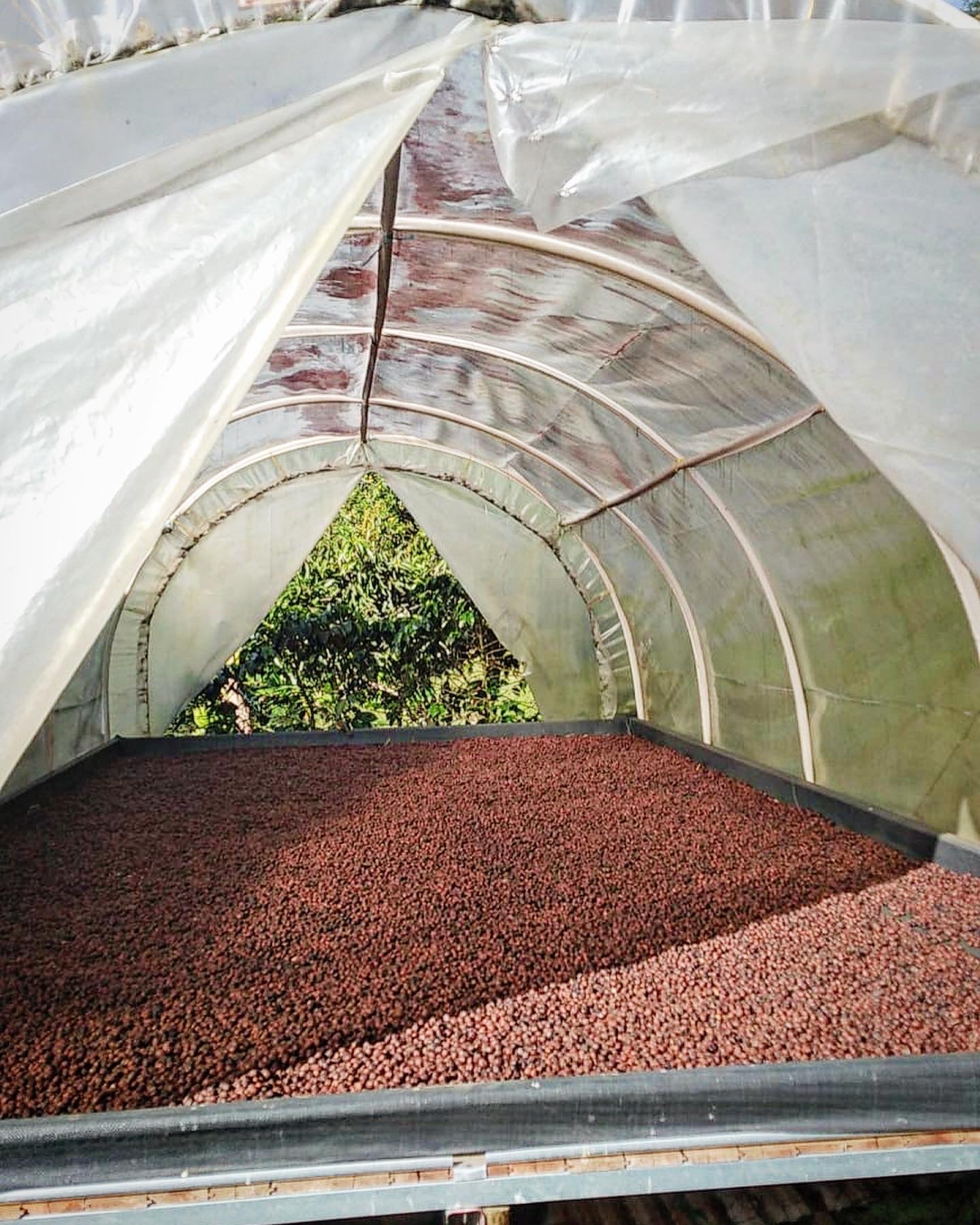 Colombia | La Marquesa | Castillo Washed