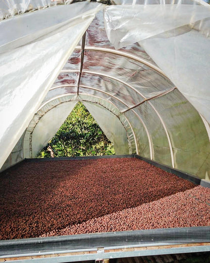 Colombia | La Marquesa | Castillo Washed