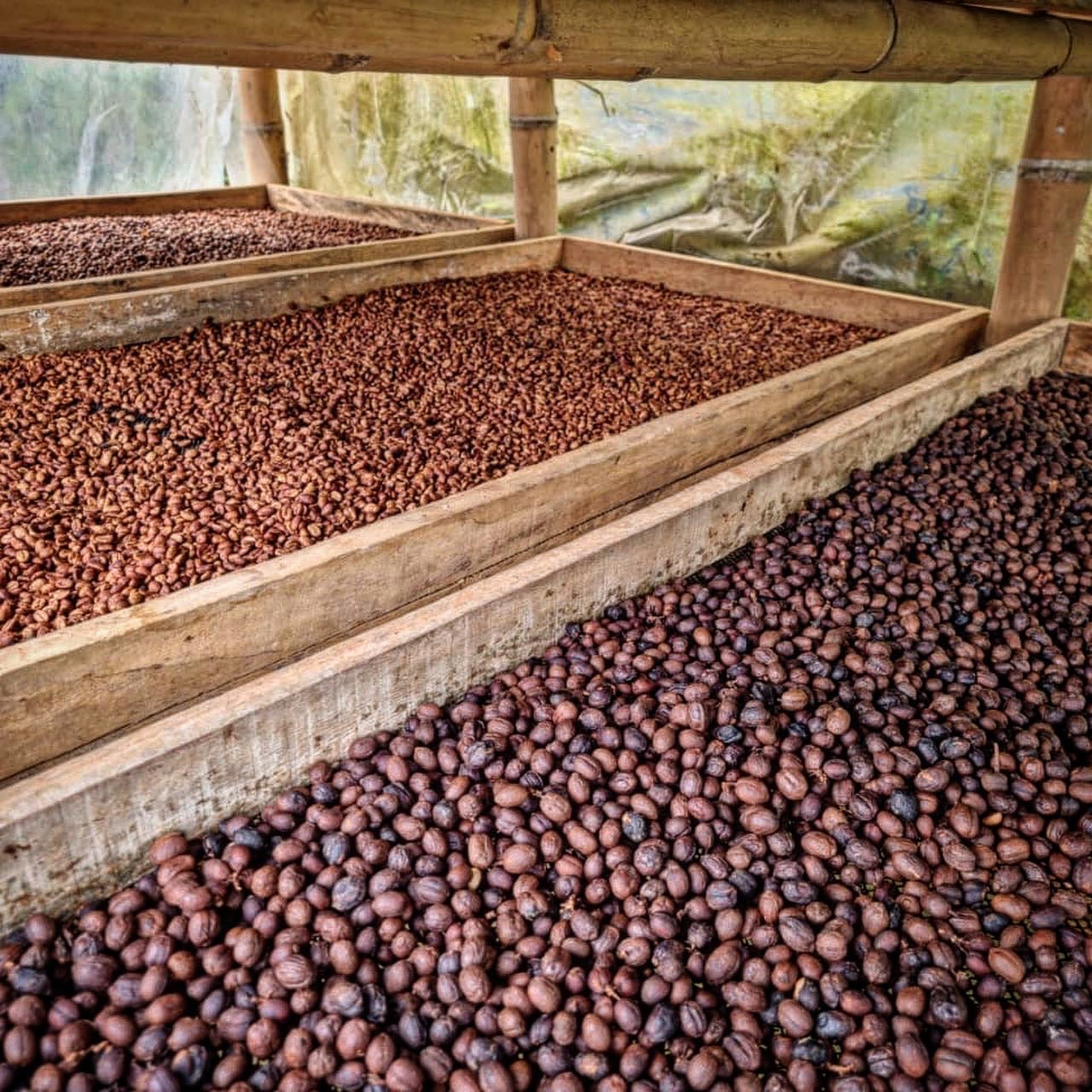 Colombia | La Marquesa | Castillo Washed