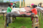 Rwanda | Nyamasheke + Nyaruguru | Ukuri | Anaerobic Natural