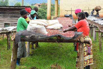 Rwanda | Nyamasheke + Nyaruguru | Ukuri | Anaerobic Natural