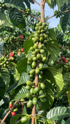 A vertical close-up of a coffee branch heavy with unripe, bright green Pink Bourbon cherries, nestled among large, glossy leaves at El Eden Farm in Quindío, Colombia, before they are harvested for their 48-hour fruit co-fermentation.