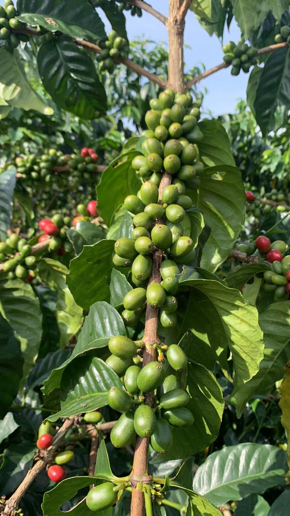 A vertical close-up of a coffee branch heavy with unripe, bright green Pink Bourbon cherries, nestled among large, glossy leaves at El Eden Farm in Quindío, Colombia, before they are harvested for their 48-hour fruit co-fermentation.