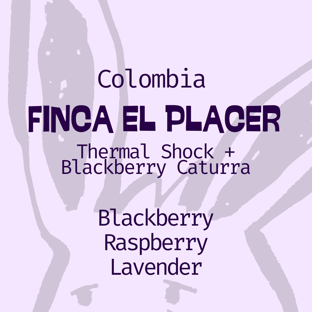 Colombia, Finca El Placer: Thermal Shock, Blackberry Caturra in Edmonton, Canada.