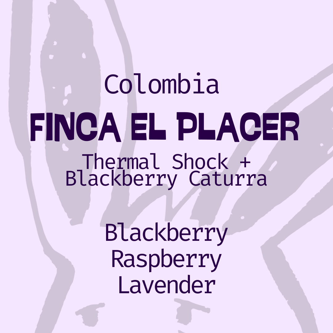 Colombia, Finca El Placer: Thermal Shock, Blackberry Caturra in Edmonton, Canada.