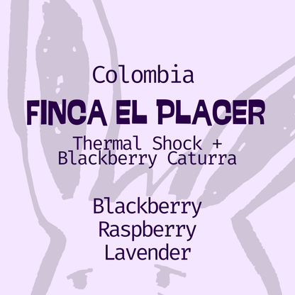 Colombia | Thermal Shock, Blackberry | Anaerobic Caturra