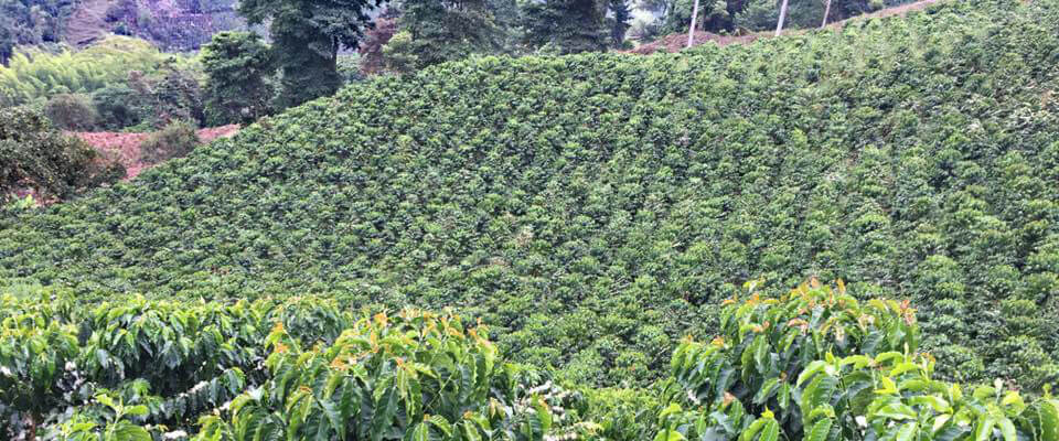 Colombia | Laderas del Tapias | Catiope Cono Natural