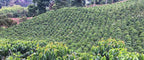 Colombia | Laderas del Tapias | Catiope Cono Natural