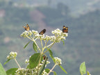 Colombia | Laderas del Tapias | Catiope Cono Natural