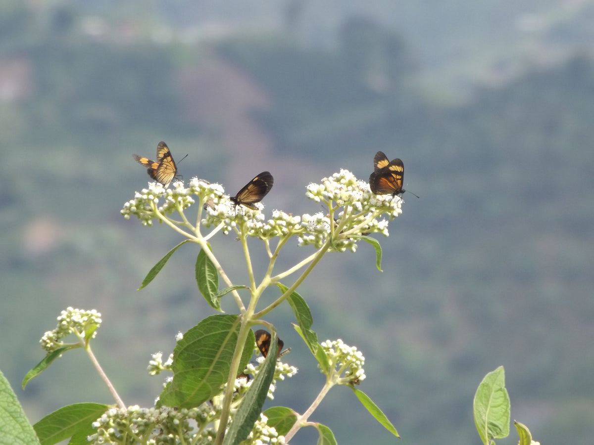 Colombia | Laderas del Tapias | Catiope Cono Natural