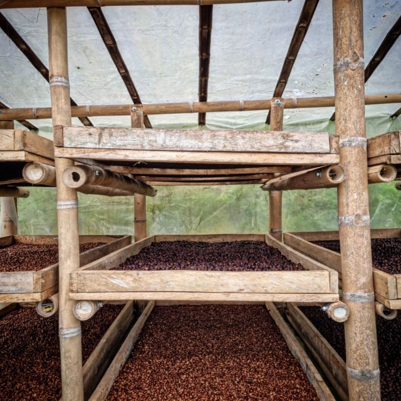 Colombia | La Marquesa | Castillo Washed