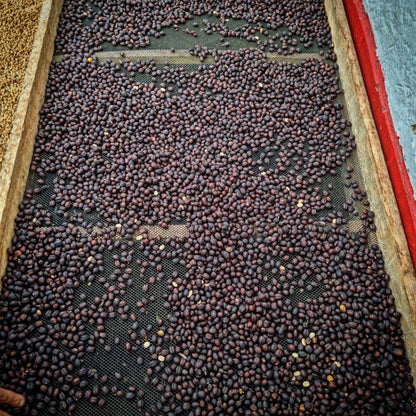 Colombia | La Marquesa | Castillo Washed