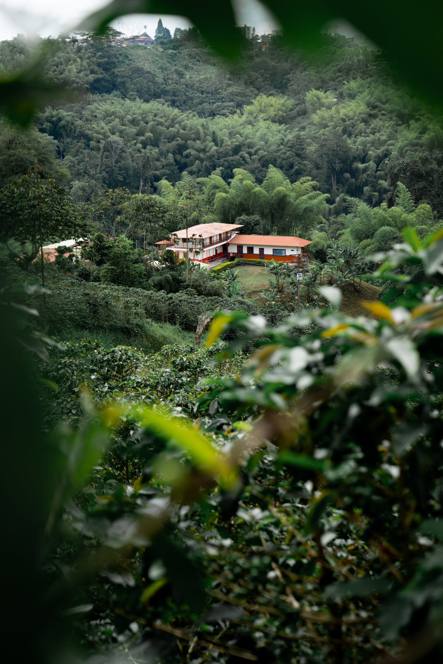 Colombia | El Placer | Several Fruits