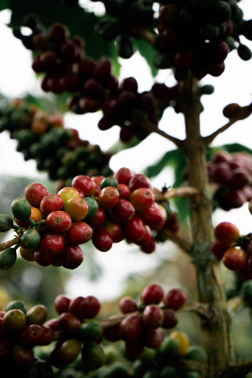 Colombia | Thermal Shock, Blackberry | Anaerobic Caturra